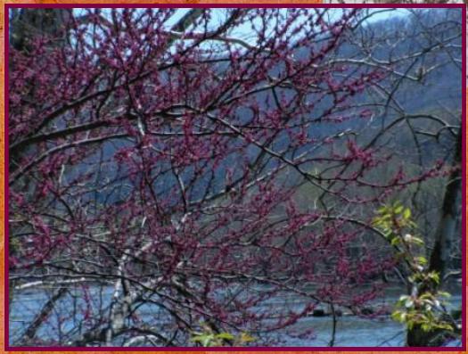 Redbuds in bloom on the River