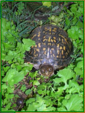 A box turtle